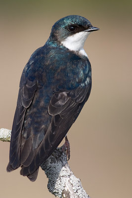 tree swallow 119