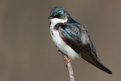 tree swallow 133