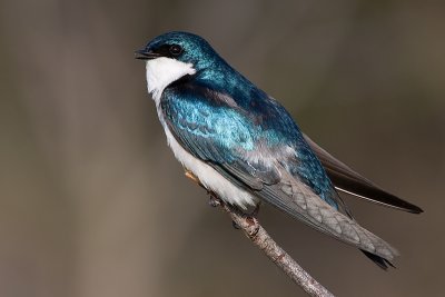 tree swallow 135