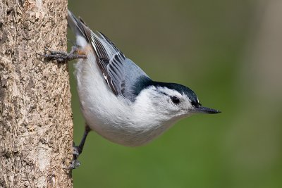 white-breasted nuthatch 231