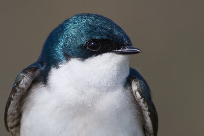 tree swallow 141