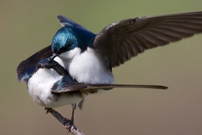 tree swallow 143