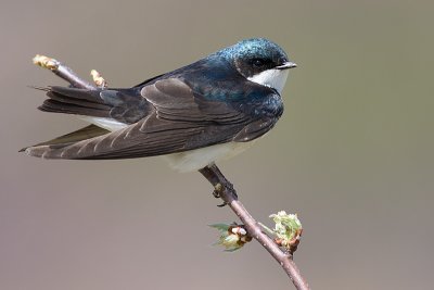 tree swallow 123