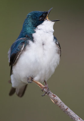 tree swallow 126