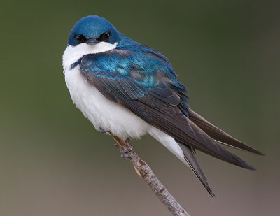 Tree Swallow - Male
