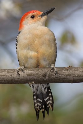 red-bellied woodpecker 101