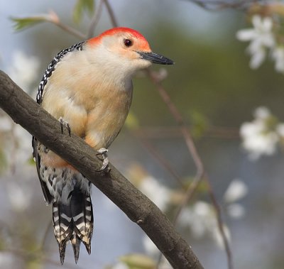 red-bellied woodpecker 102