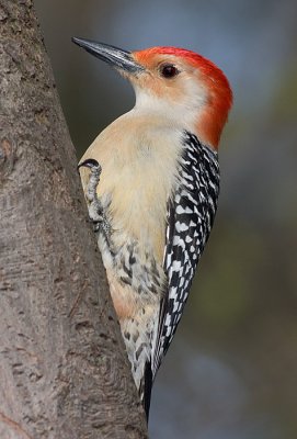 red-bellied woodpecker 103