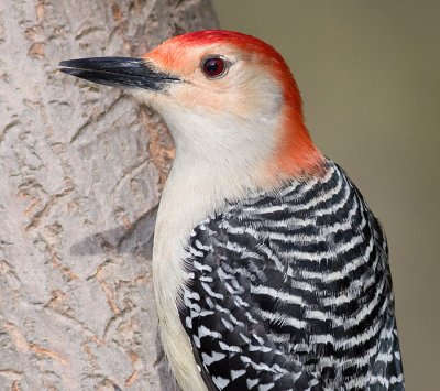 red-bellied woodpecker 104