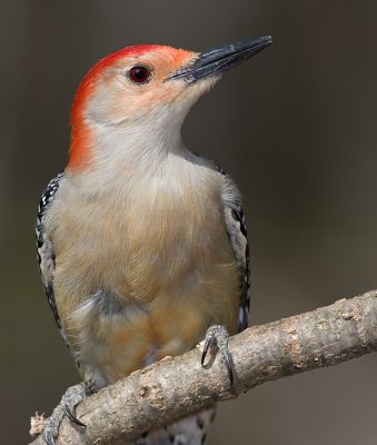 red-bellied woodpecker 105