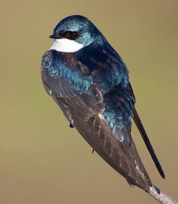 tree swallow 155