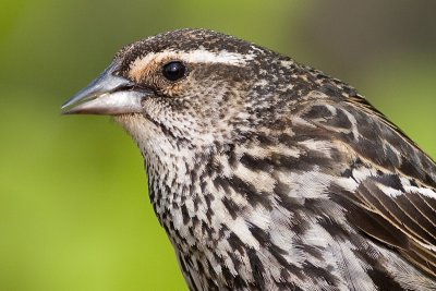 red winged blackbird 232