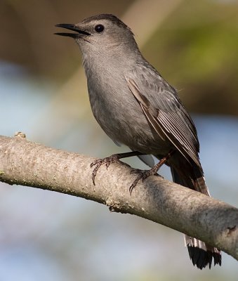 catbird 38