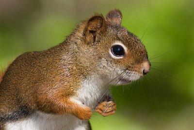 red squirrel 93