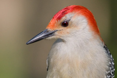 red-bellied woodpecker 110