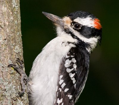 hairy woodpecker 33