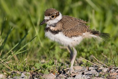 killdeer chick 9