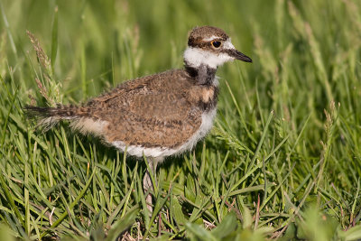 killdeer chick 11