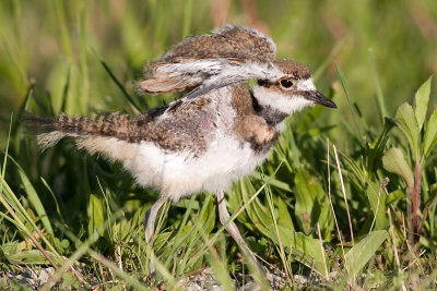 killdeer chick 15