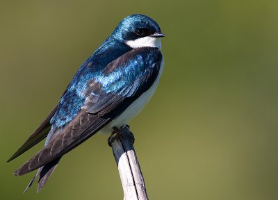 tree swallow 161