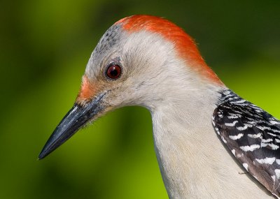 red-bellied woodpecker 112