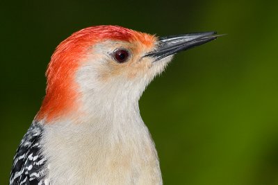 red-bellied woodpecker 113