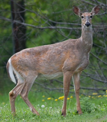 deer 46