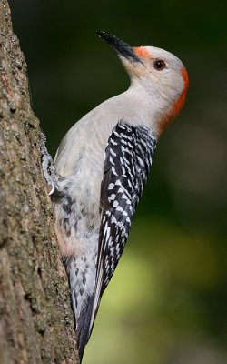 red-bellied woodpecker 118