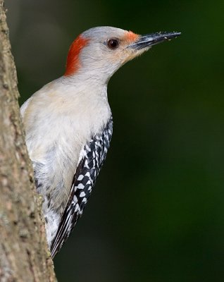 red-bellied woodpecker 119