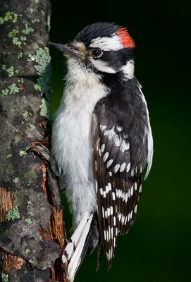 downy woodpecker 308