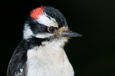 downy woodpecker 310