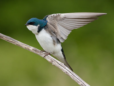 tree swallow 184
