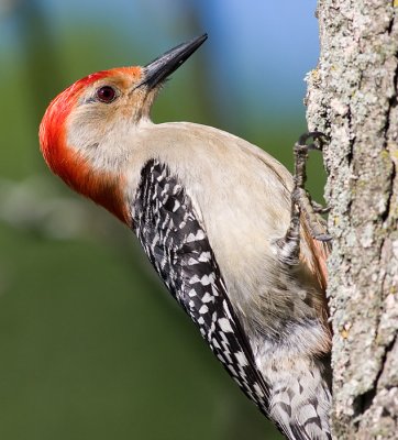 red-bellied woodpecker 122