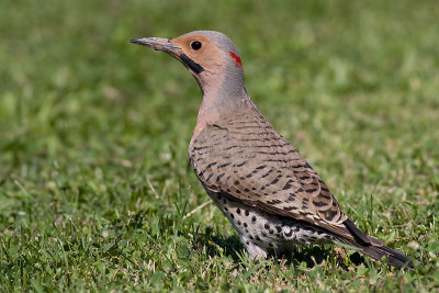 northern flicker 35