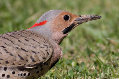 northern flicker 37