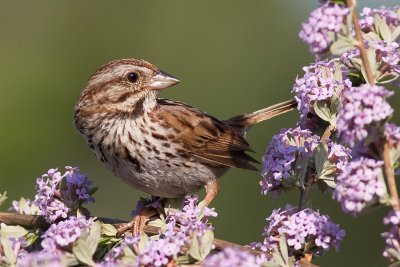 song sparrow 91