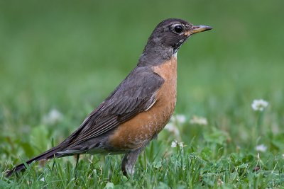robin 100