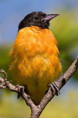 Northern Oriole - Male