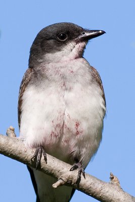 eastern kingbird 16