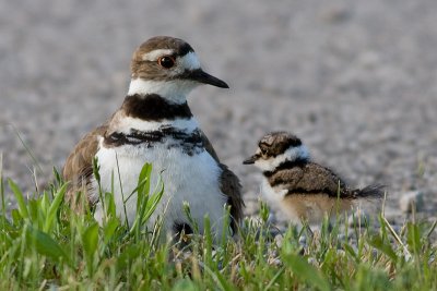 killdeer family 14