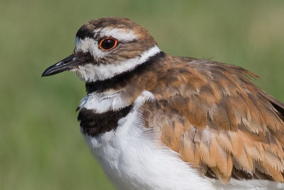 killdeer 65