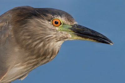 immature black-crowned night heron 337