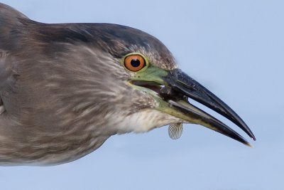 immature black-crowned night heron 338