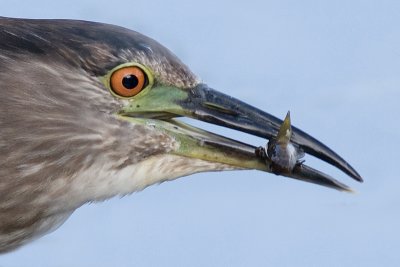 immature black-crowned night heron 339