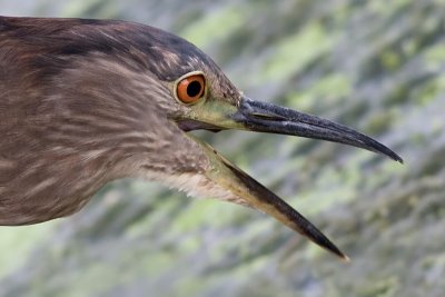 immature black-crowned night heron 340