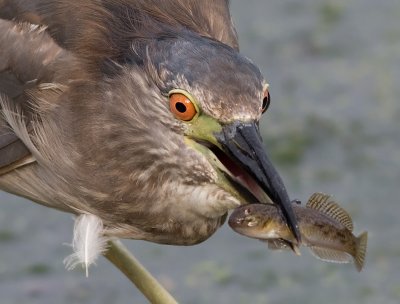 immature black-crowned night heron 341