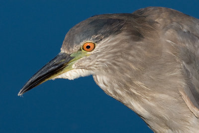 immature black-crowned night heron 346