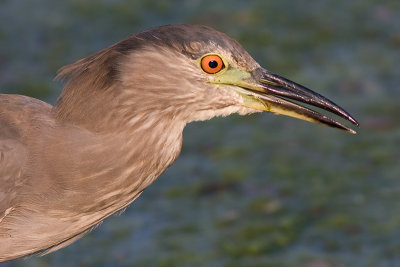 immature black-crowned night heron 350