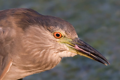 immature black-crowned night heron 351