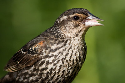 red winged blackbird 234